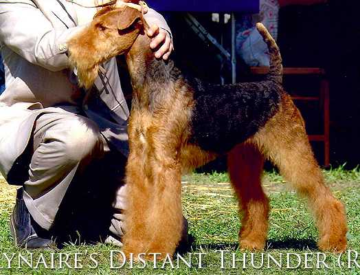 Lynaire’s Distant Thunder | Airedale Terrier 