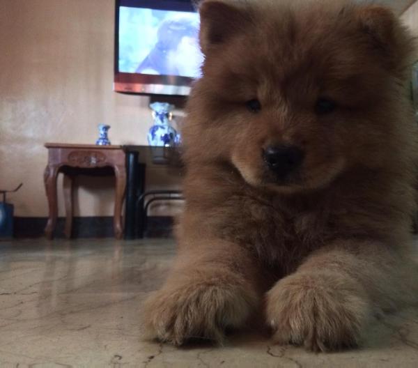 Mocha of Frankie's | Chow Chow 