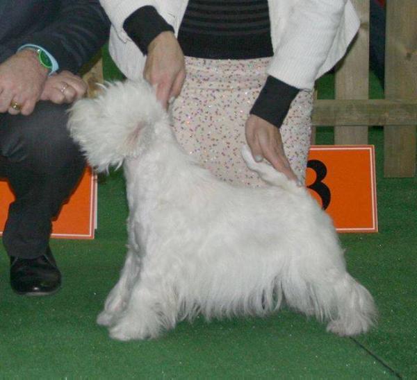 BEACH BUM BLU Royal Lord FCI | West Highland White Terrier 