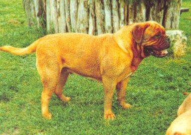 Adele De La Seigneurie Des Chartrons | Dogue de Bordeaux 