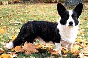 Yardican Joffrey | Cardigan Welsh Corgi 