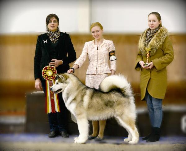 Gold of Maja Urgant | Alaskan Malamute 