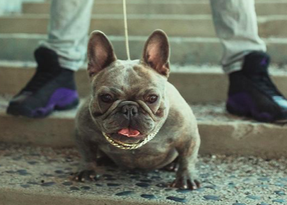 RRBullyz Ghydra | French Bulldog 