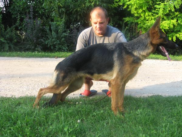 Gresa sa Vasarista | German Shepherd Dog 