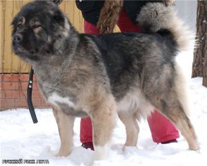 RUSSKIY RISK LOTA | Caucasian Mountain Dog 