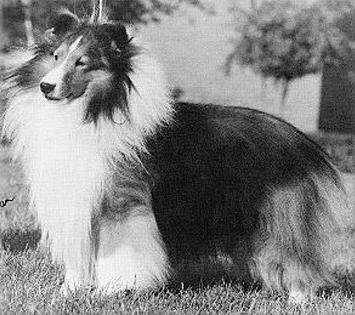 Benayr Here Comes Trouble | Shetland Sheepdog 