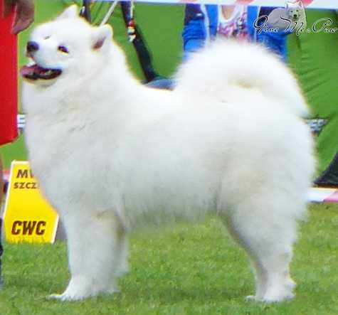 RAINBOW HONEY The Glow Of The Snowy Star | Samoyed 