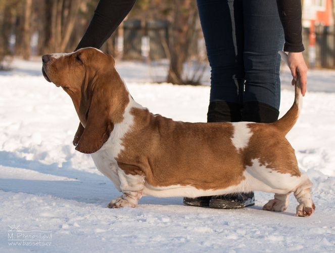 Tanja Lady Barnett's | Basset Hound 