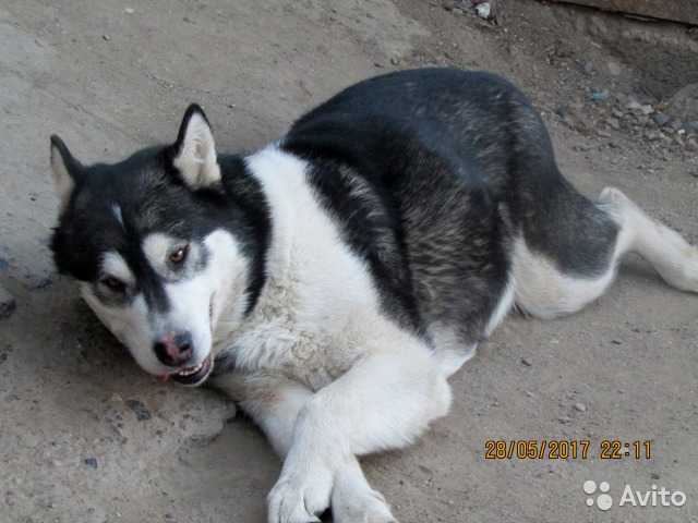 Agira | Alaskan Malamute 