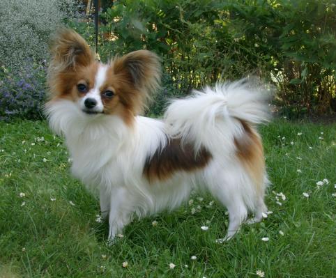 Dancing Queen vom Cavalierchen | Papillon 