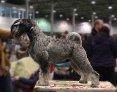 Trels Loyfred Kronenburg | Standard Schnauzer 