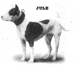 Tomlin's Jule | American Pit Bull Terrier 