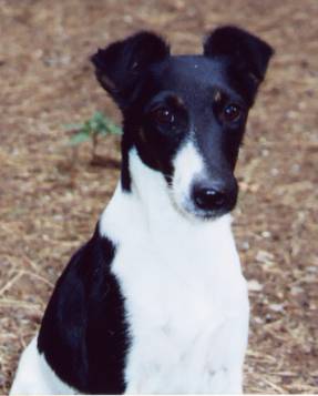 Asjemenau van Grauland | Smooth Fox Terrier 