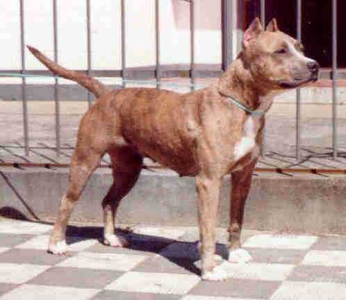 Gana Do Conventos | American Staffordshire Terrier 