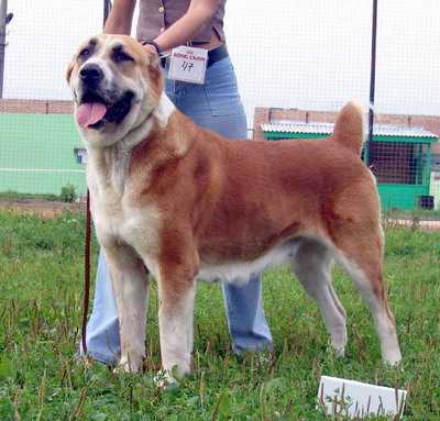 Sary Shaitan nika | Central Asian Shepherd Dog 