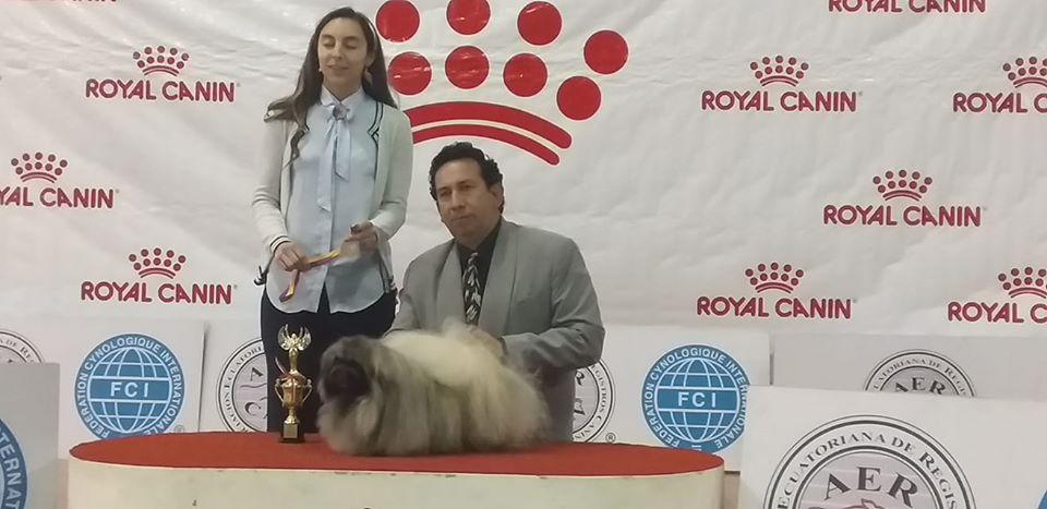 SIBIRSKAYA KORONA PETER FM | Pekingese 