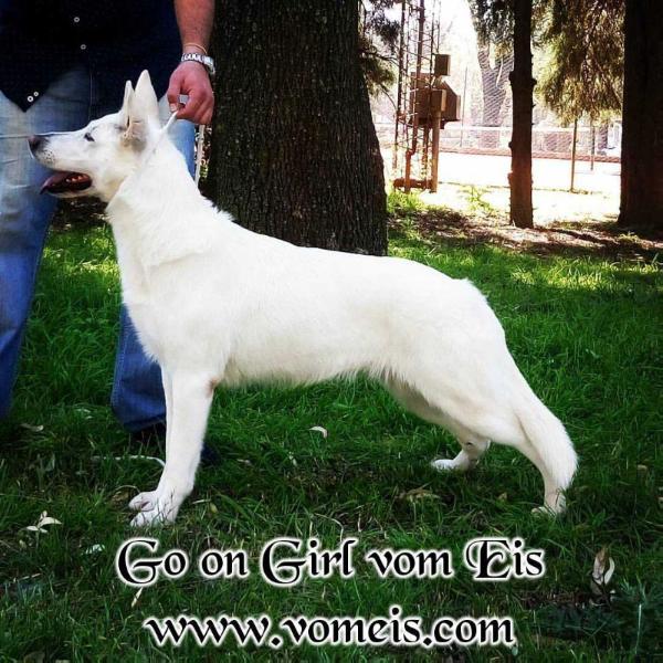 Go on Girl Vom Eis | White Swiss Shepherd Dog 