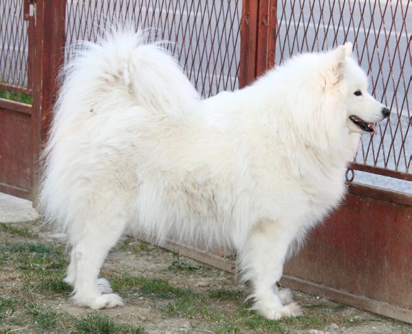 Nox-Poli Malu | Samoyed 