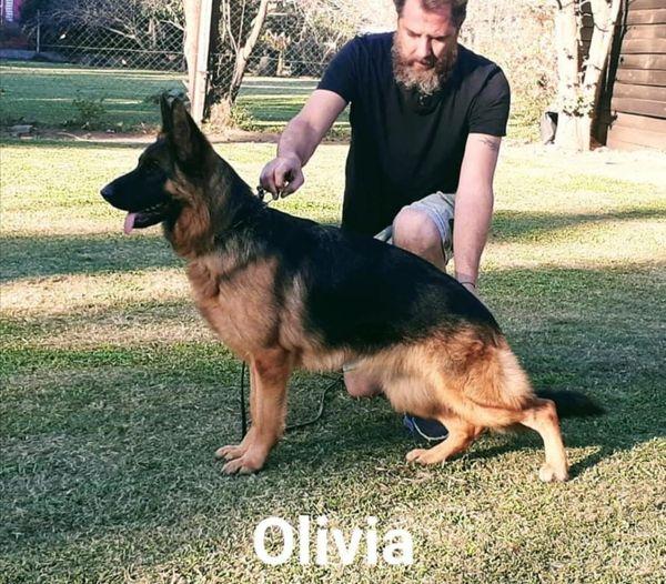 Olivia von del Ziggo | German Shepherd Dog 