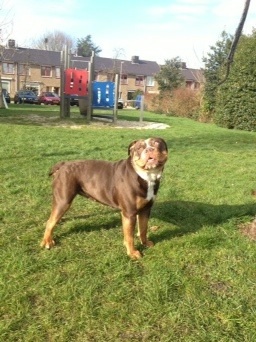 Bullforce Syra Prinses of power | Olde English Bulldogge 