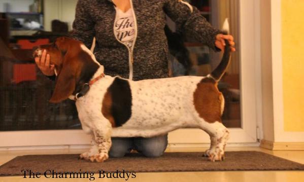 Ronja Lady Barnett's | Basset Hound 