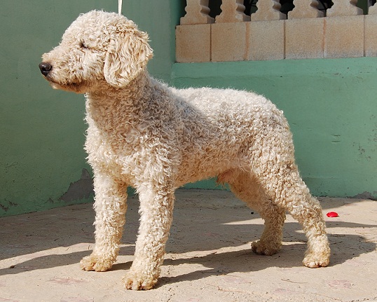 Altair de El Legado de los Lobos | Spanish Water Dog 