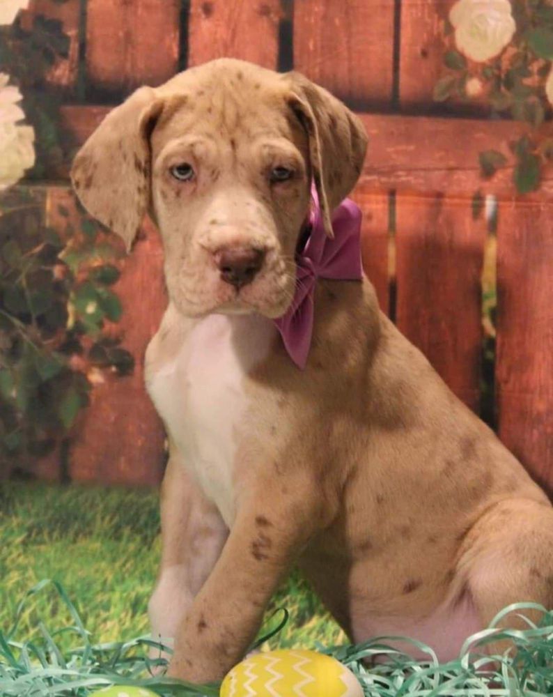 SRGDs Eat Your Heart Out | Great Dane 