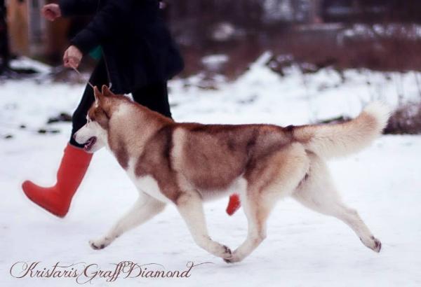 Kristari's Graff Diamond | Siberian Husky 