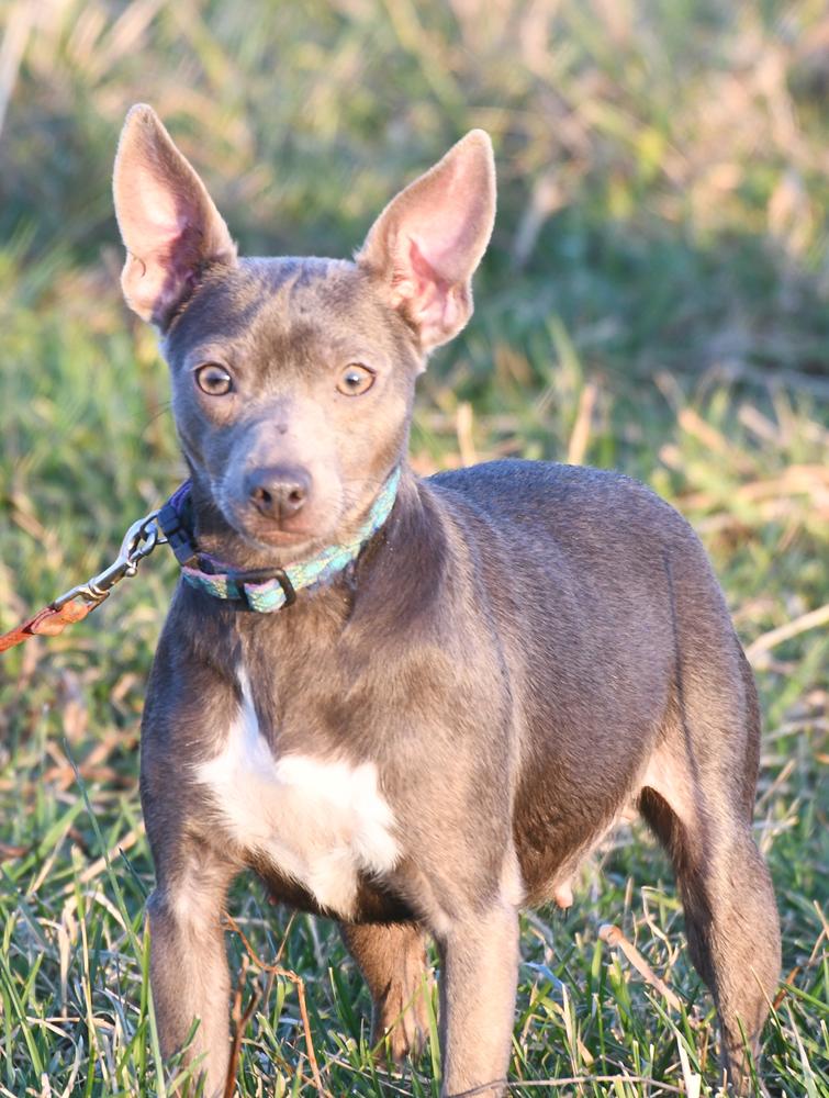 Hall's Sweet Carolina NB | Rat Terrier 