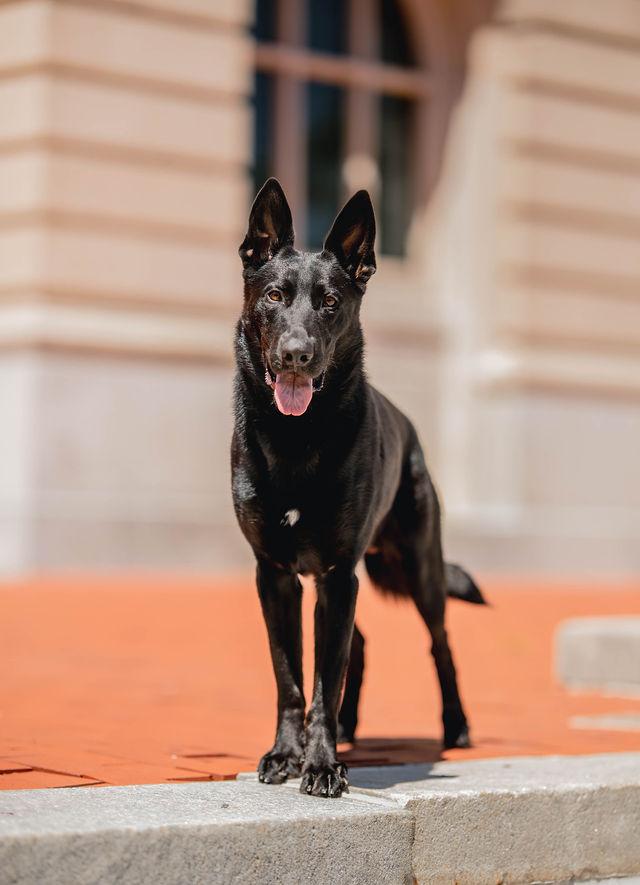 Rifle Von Prufenpuden | German Shepherd Dog 