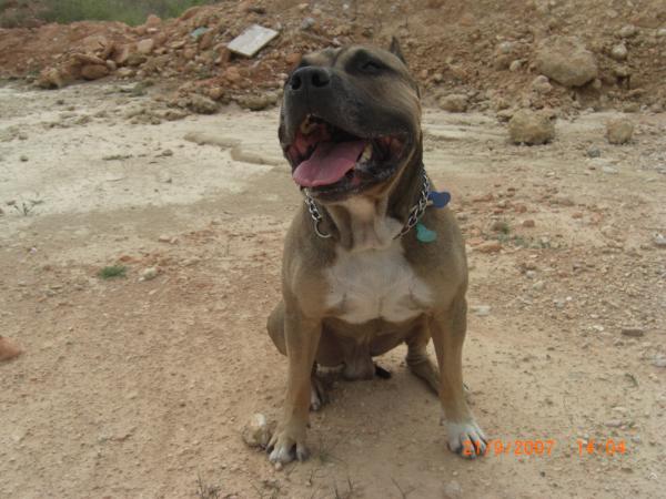 Atila El Mitico Trueno | American Staffordshire Terrier 