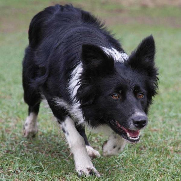 Rising Sun Irish | Border Collie 