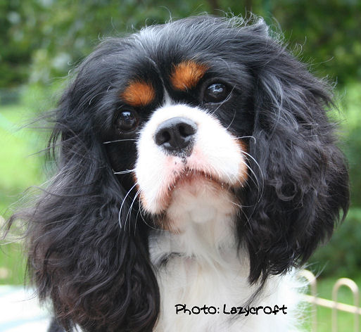 Riverdance of an Excellent Choice | Cavalier King Charles Spaniel 