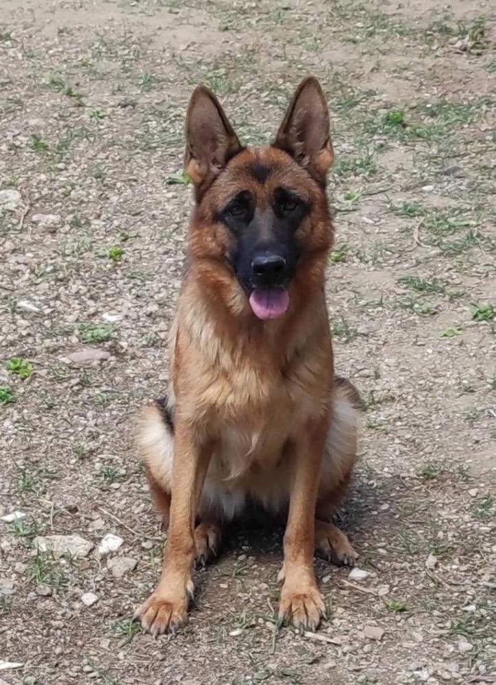 TUNDRA VON SIXTERG | German Shepherd Dog 