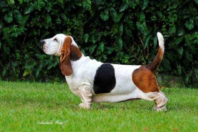 Pan Clan My Obsession | Basset Hound 