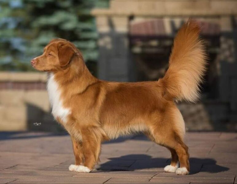 Brynwood's Have A Field Day | Nova Scotia Duck Tolling Retriever 