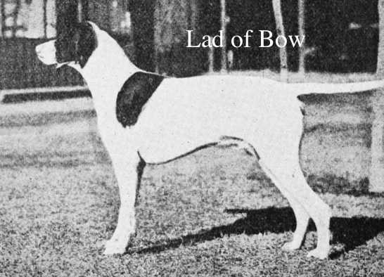 Lad of Bow | Pointer 