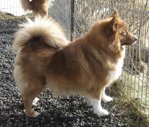 Haugårdsminde's Eydis | Icelandic Sheepdog 