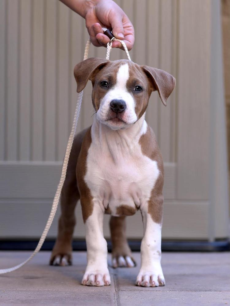 Liberty's Carbon Kryptonite | American Staffordshire Terrier 