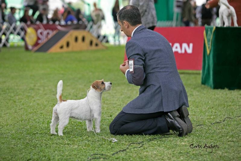 Joie de Vivre di Villa Bosi | Jack Russell Terrier 