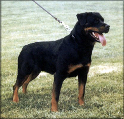 brenda von der zirbelnuss | Rottweiler 