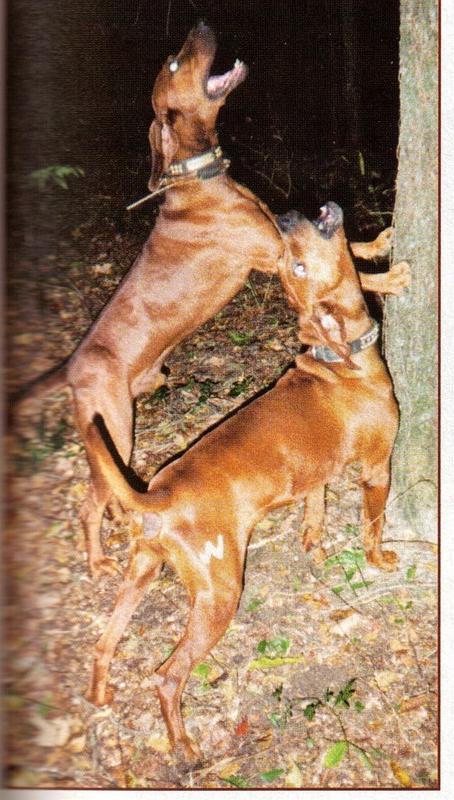 Wright's Timber Hoss | Redbone Coonhound 