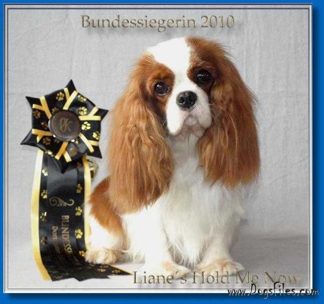 Lianes Hold Me Now | Cavalier King Charles Spaniel 