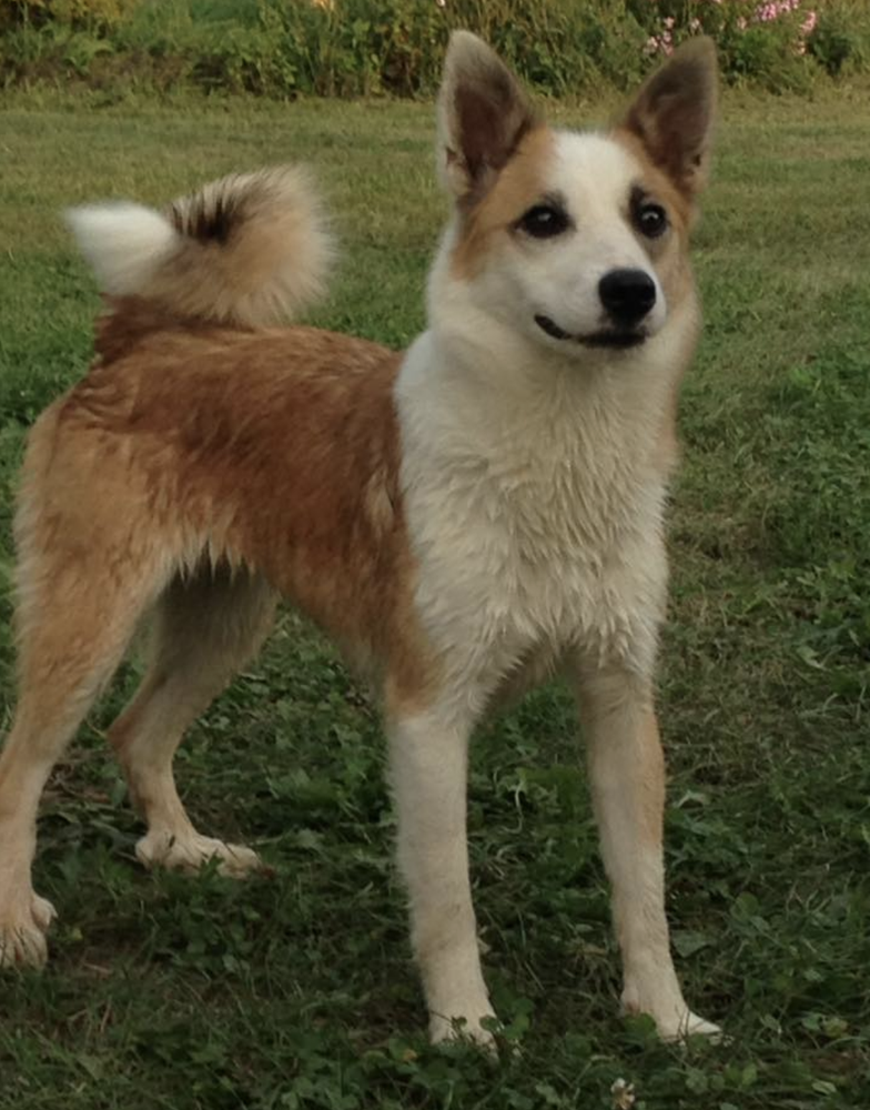 Honey Run's Manuka | Icelandic Sheepdog 