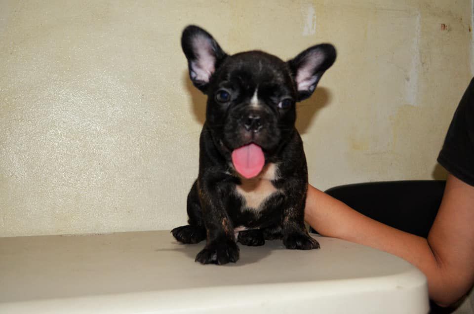 Echo from The House Of Rah | French Bulldog 