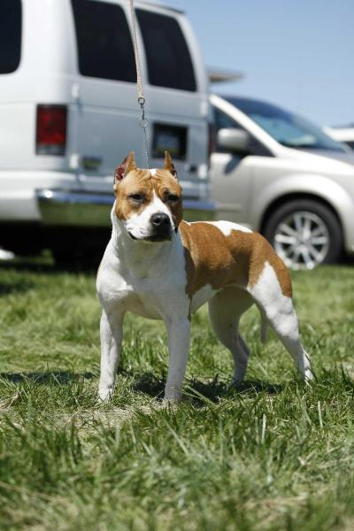 Retro Carrington's Ali D'Oro | American Staffordshire Terrier 