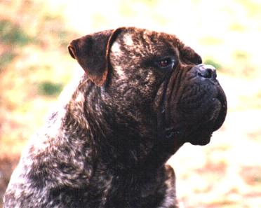 BLAZIN'S TIGRA DE AGAFA L'ASE | Bullmastiff 