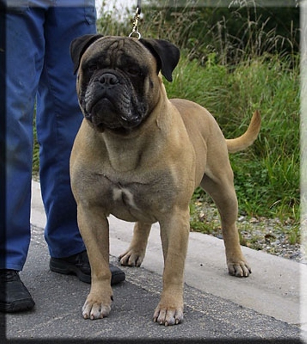 Mister Bill v. 'T Heksenwiel | Bullmastiff 