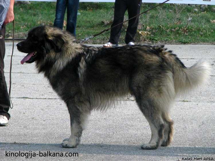 Fedor od Bjelica | Yugoslavian Shepherd Dog-Sarplaninac 