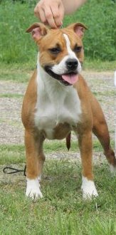Jessica Simpson King of Rings | American Staffordshire Terrier 